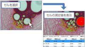 画像にカウント・測定したセルを表示。