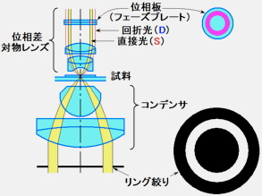 位相差顕微鏡とは